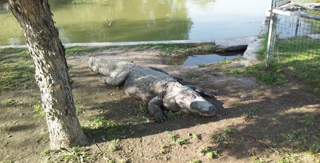 Krokodil