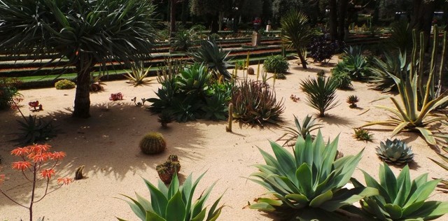 Cactusssen